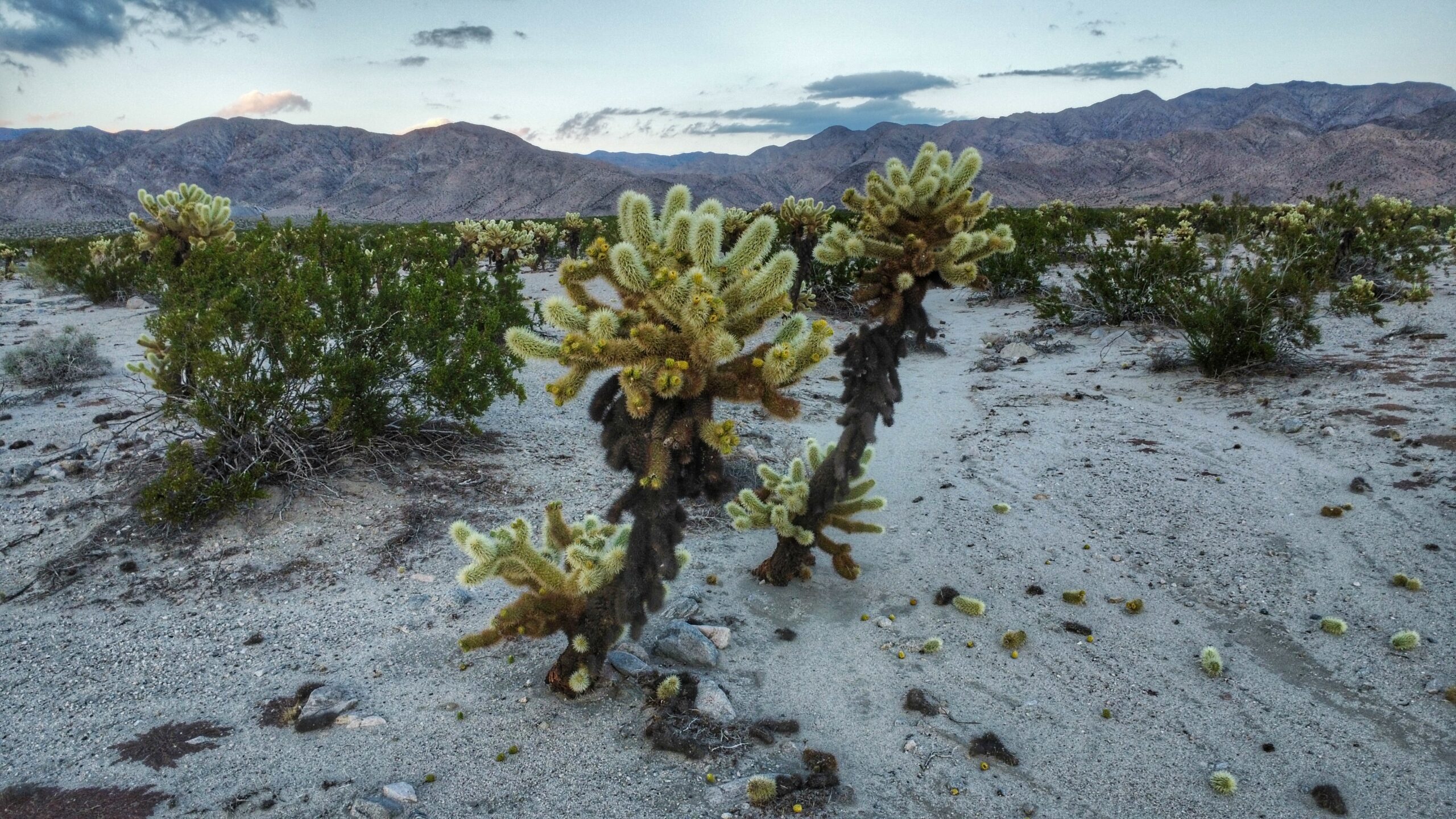 dji_fly_20231130_162338_228_1701390323714_photo_optimized-01