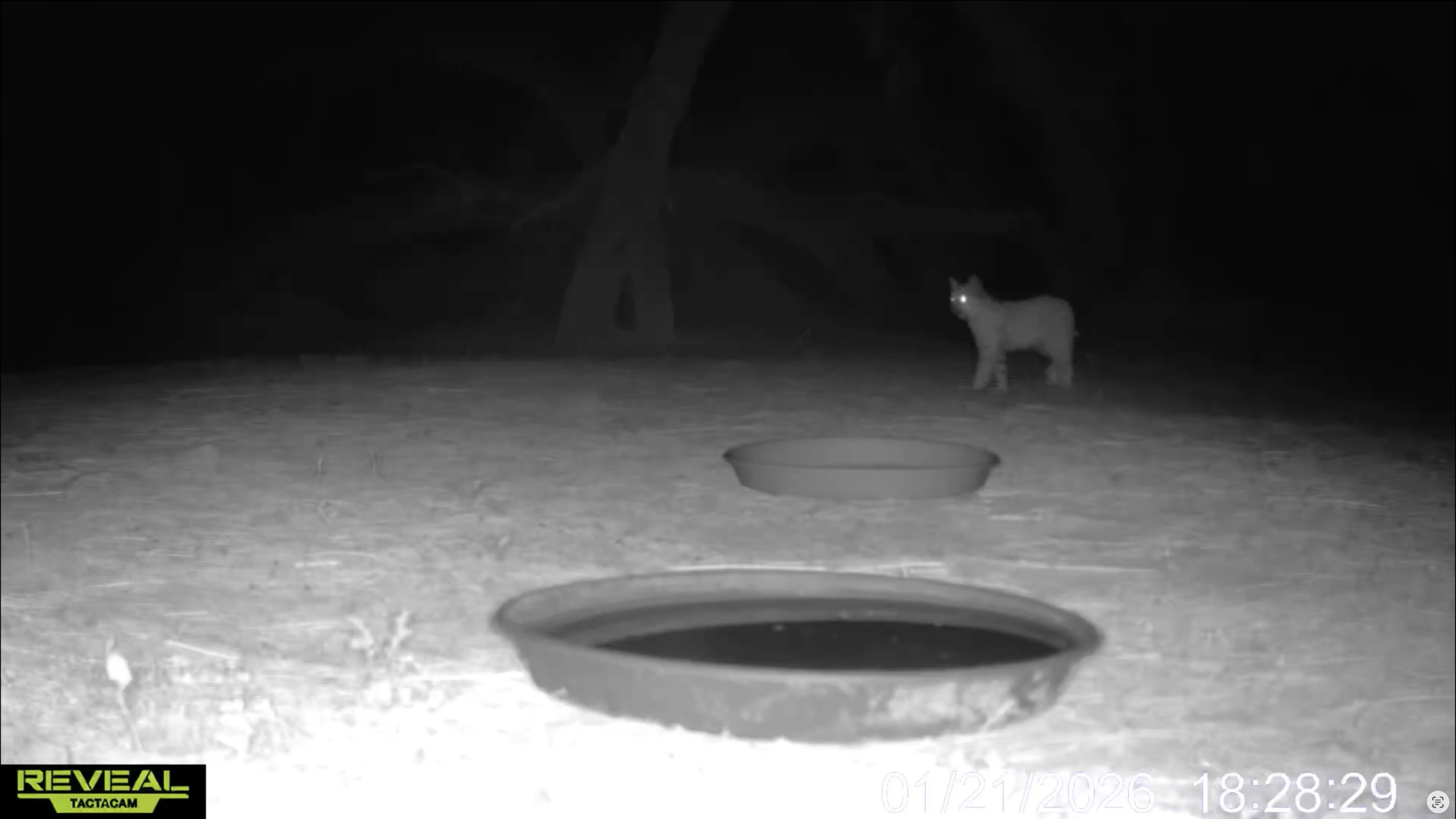 S04E04: Playtime with the juvenile bobcats