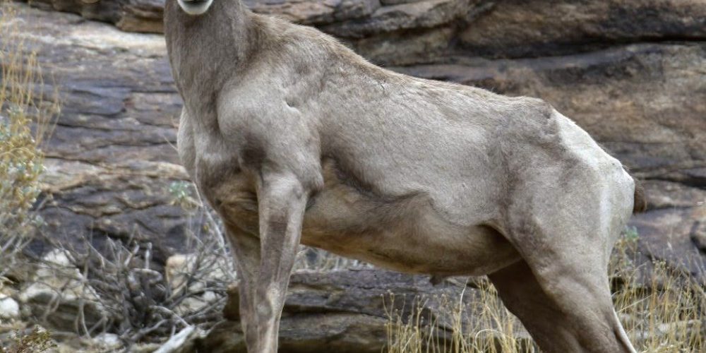 Oswit Wildlife