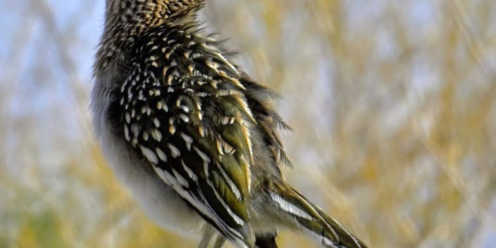 Oswit Wildlife