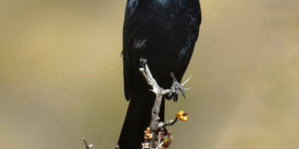 Oswit Wildlife