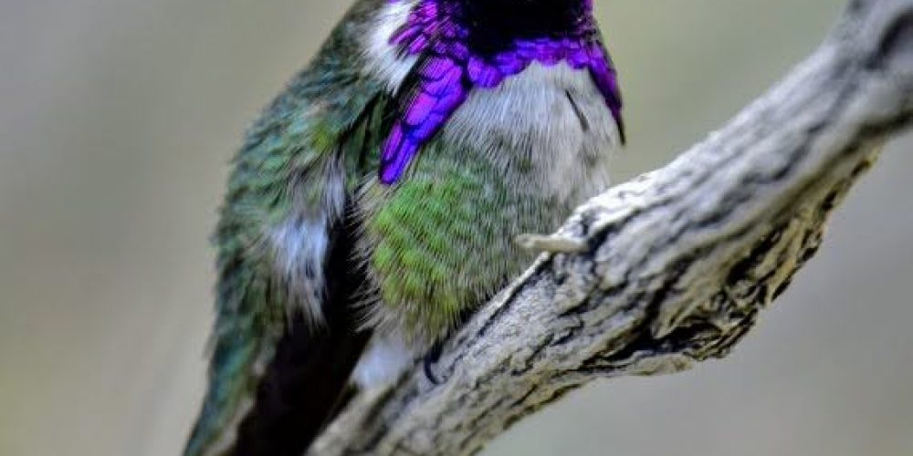 Oswit Wildlife