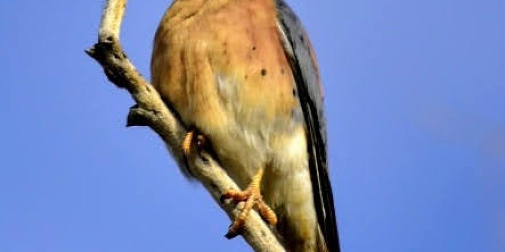 Oswit Wildlife
