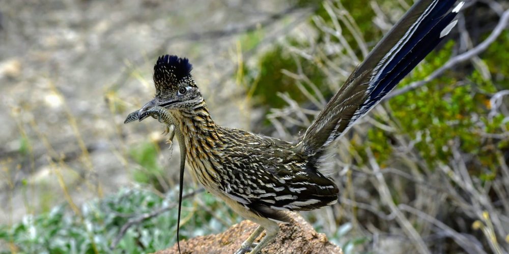 Oswit Wildlife