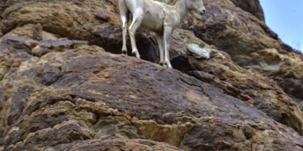 Oswit Wildlife