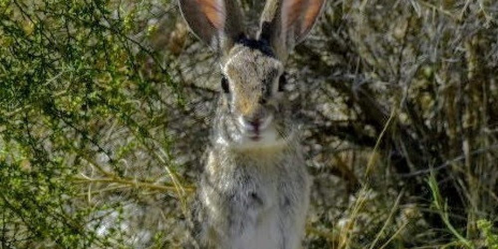 Oswit Wildlife