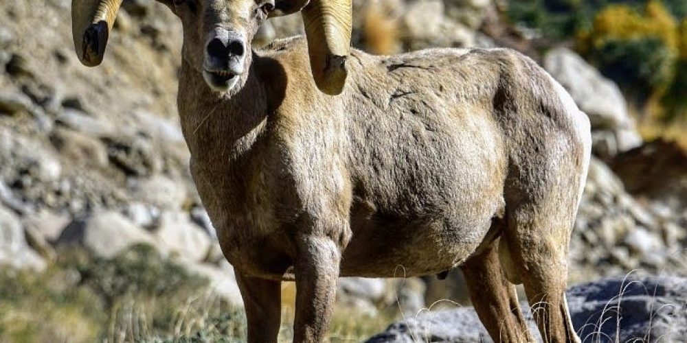 Oswit Wildlife