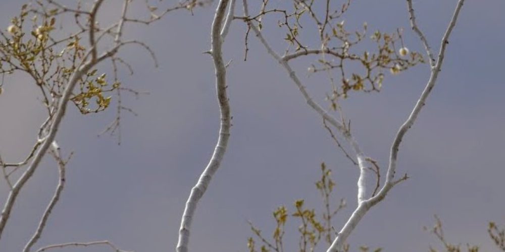 Oswit Wildlife