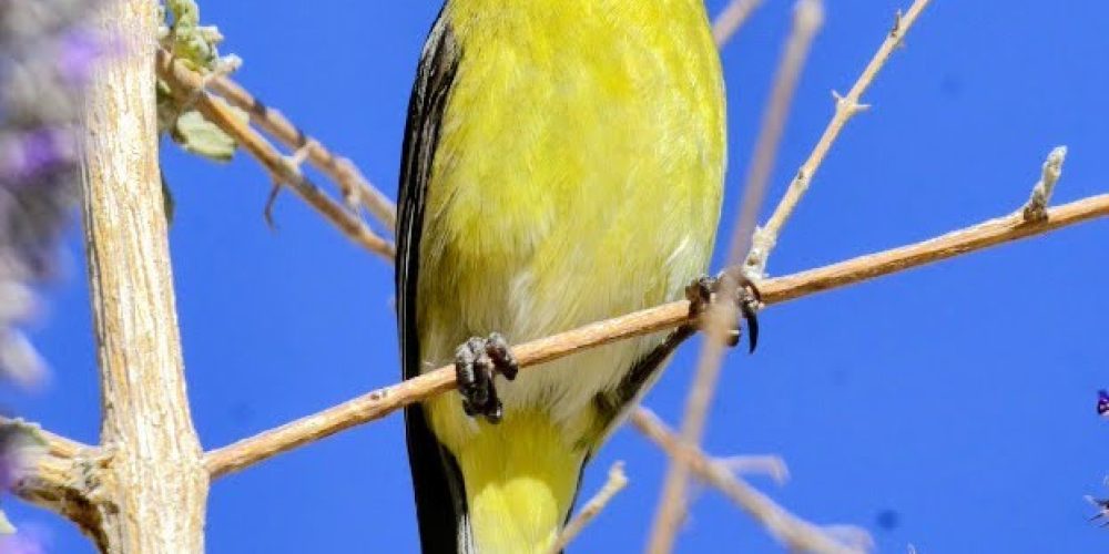 Oswit Wildlife
