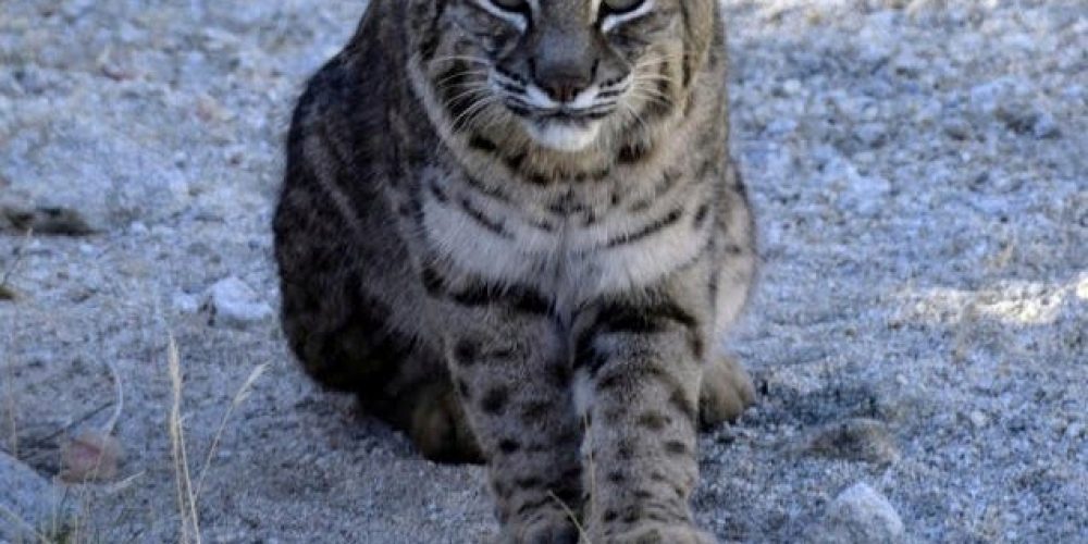 Oswit Wildlife
