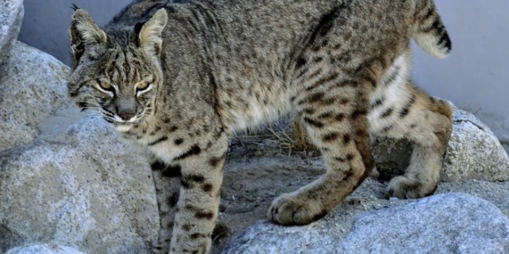 Oswit Wildlife