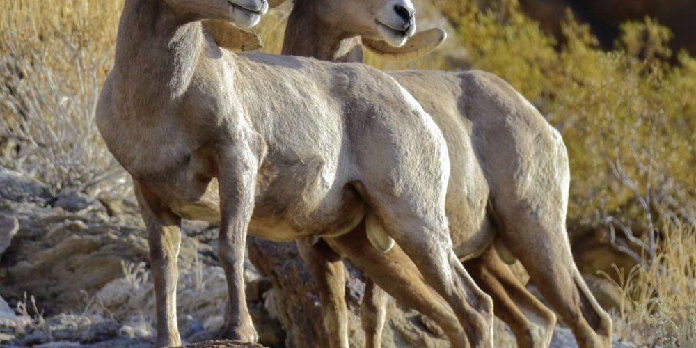 Oswit Wildlife