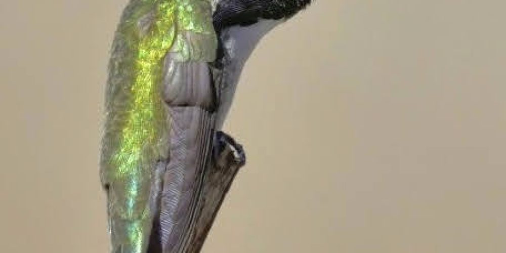 Oswit Wildlife
