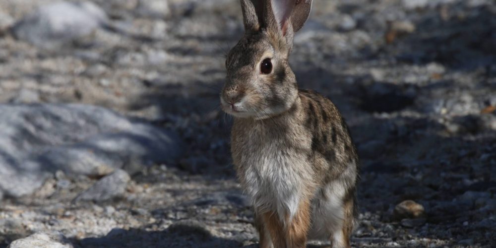 Oswit Wildlife