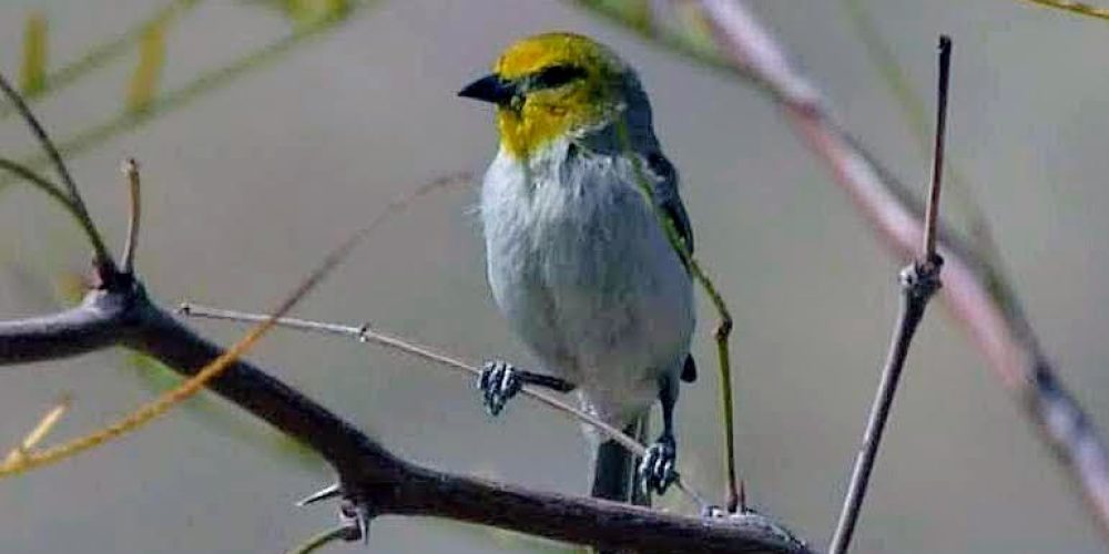 Oswit Wildlife