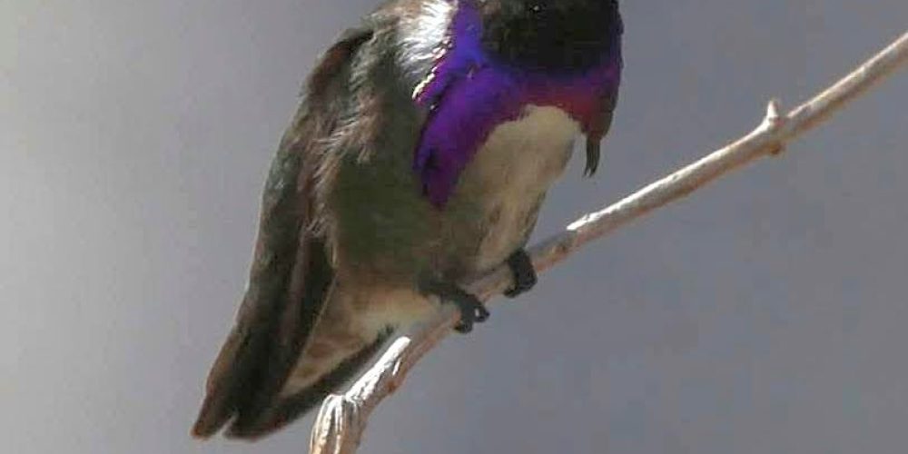 Oswit Wildlife