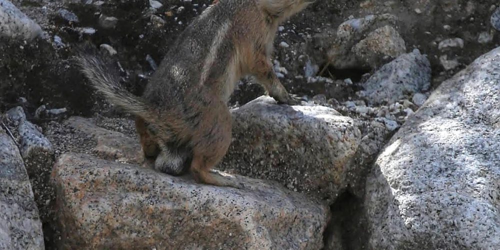 Oswit Wildlife