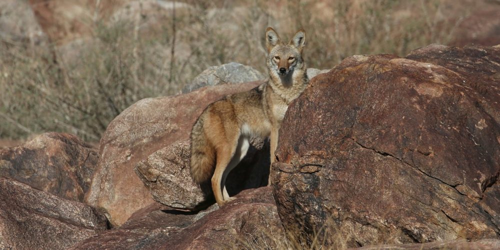 Oswit Wildlife