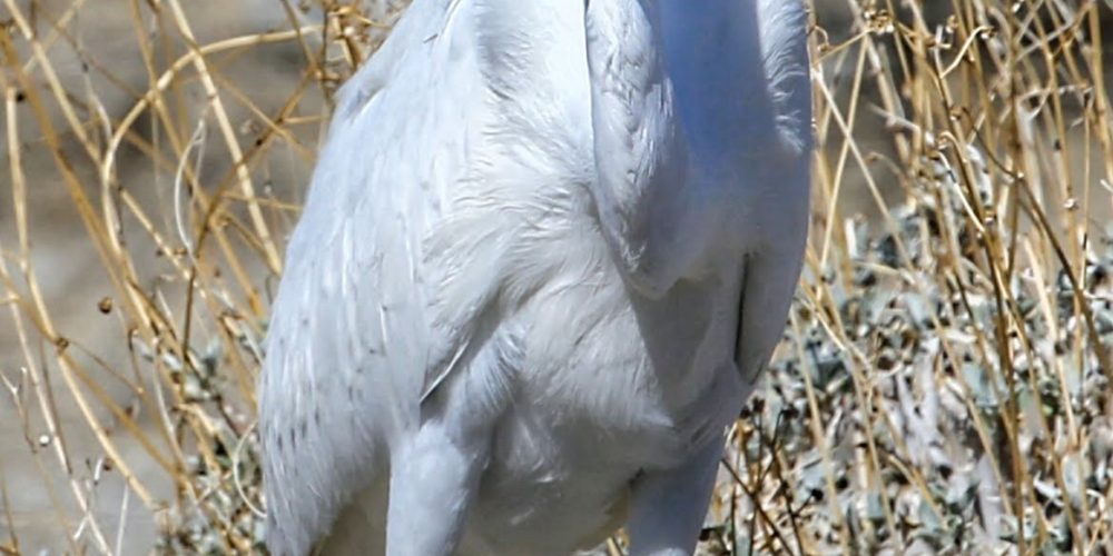 Oswit Wildlife