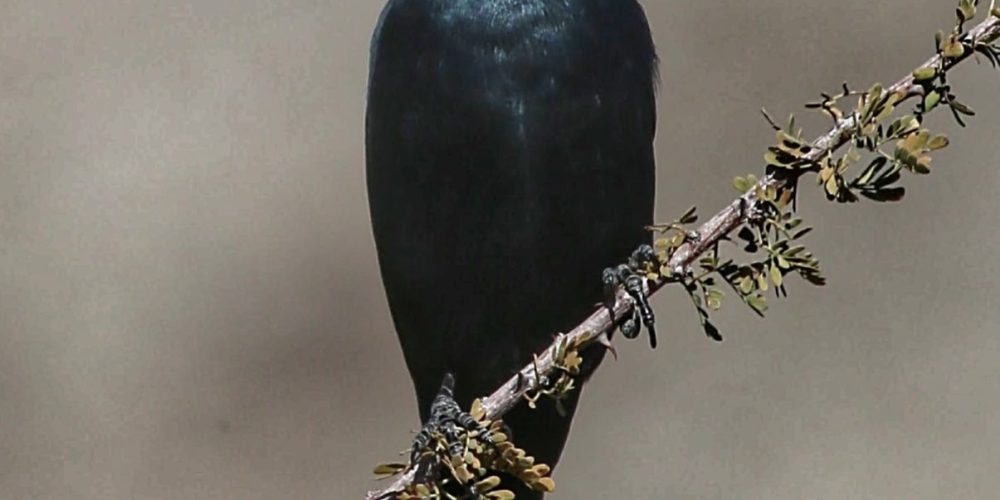 Oswit Wildlife