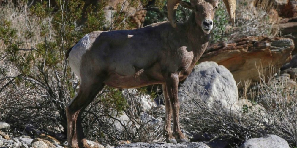 Oswit Wildlife