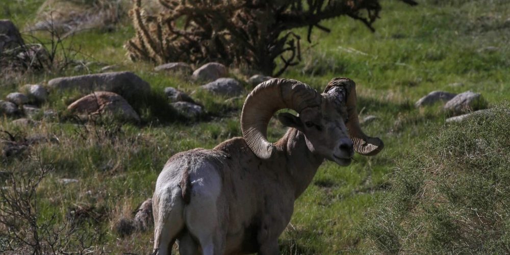 Oswit Wildlife