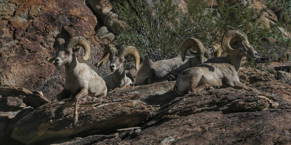 Oswit Wildlife