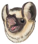 Hoary Bat