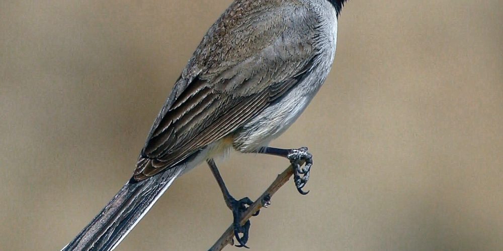Oswit Wildlife