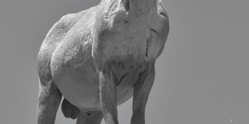Oswit Wildlife