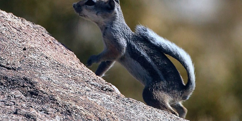 Oswit Wildlife