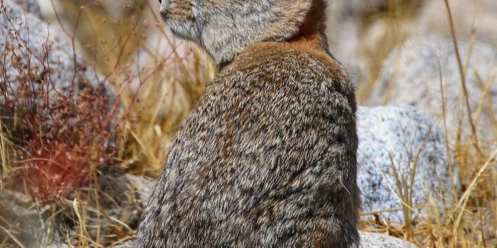 Oswit Wildlife